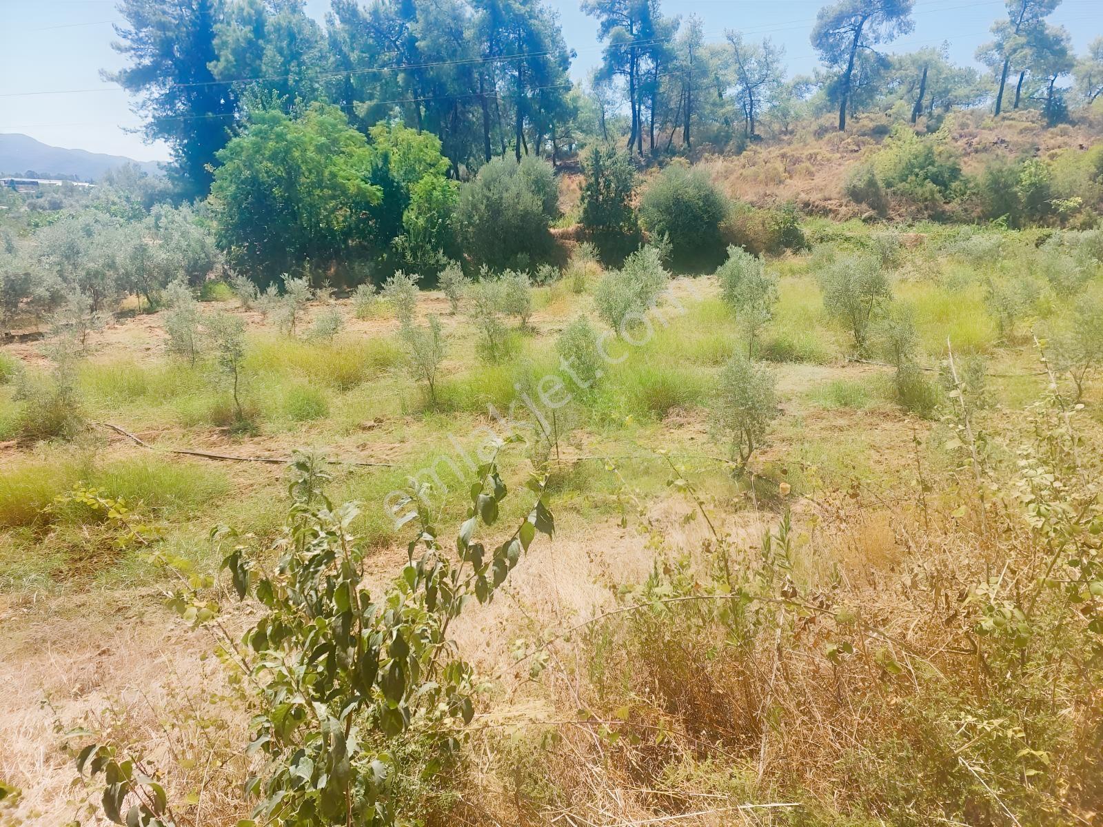 Fethiye Kargı Mahallesinde Müstakil Tapulu Satılık 504m2 Tarla — fotoğraf 13