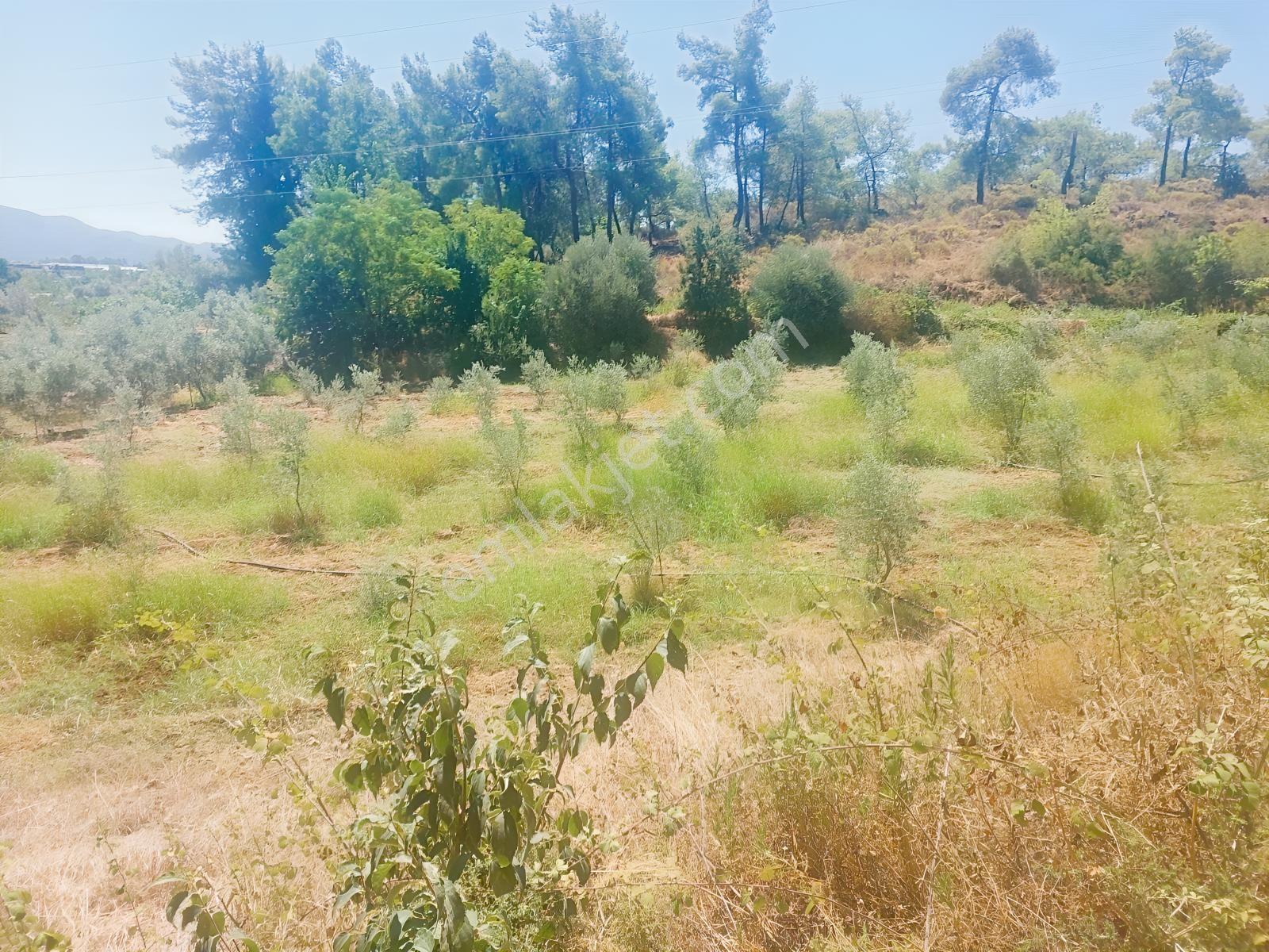 Fethiye Kargı Mahallesinde Müstakil Tapulu Satılık 504m2 Tarla — fotoğraf 18