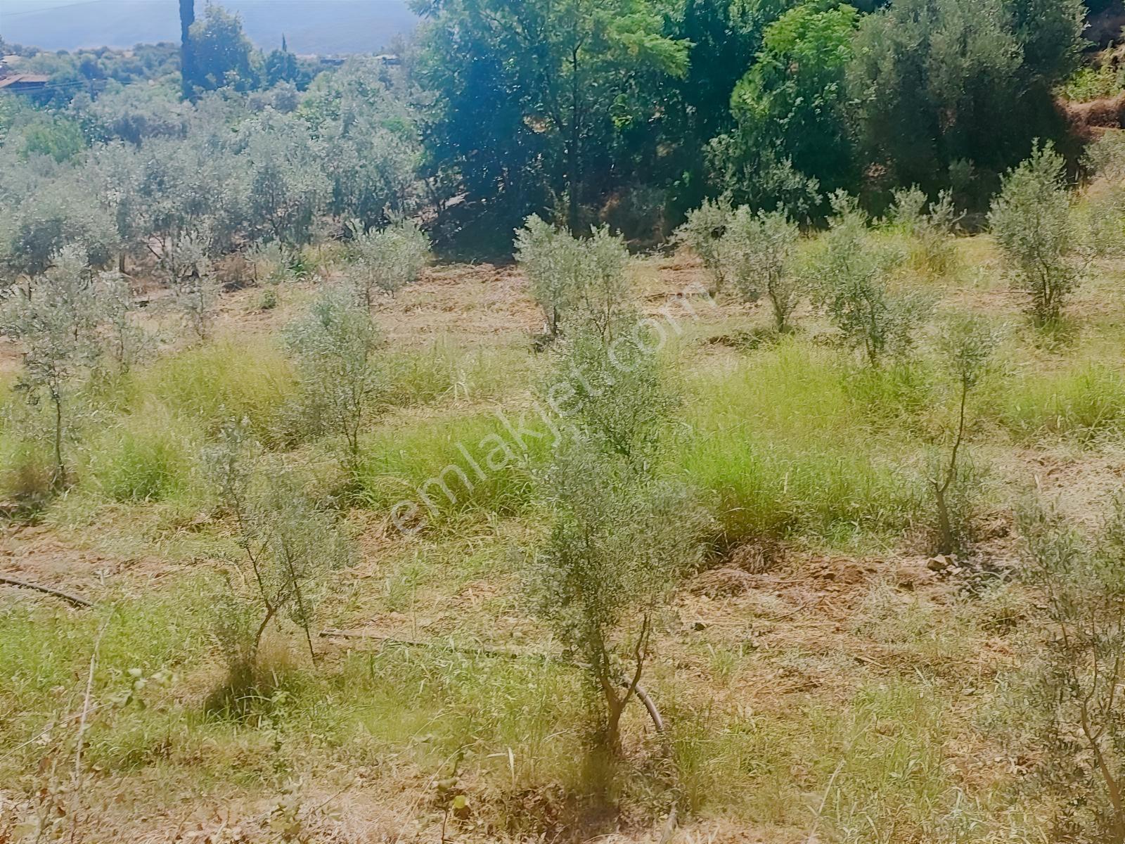 Fethiye Kargı Mahallesinde Müstakil Tapulu Satılık 504m2 Tarla — fotoğraf 19