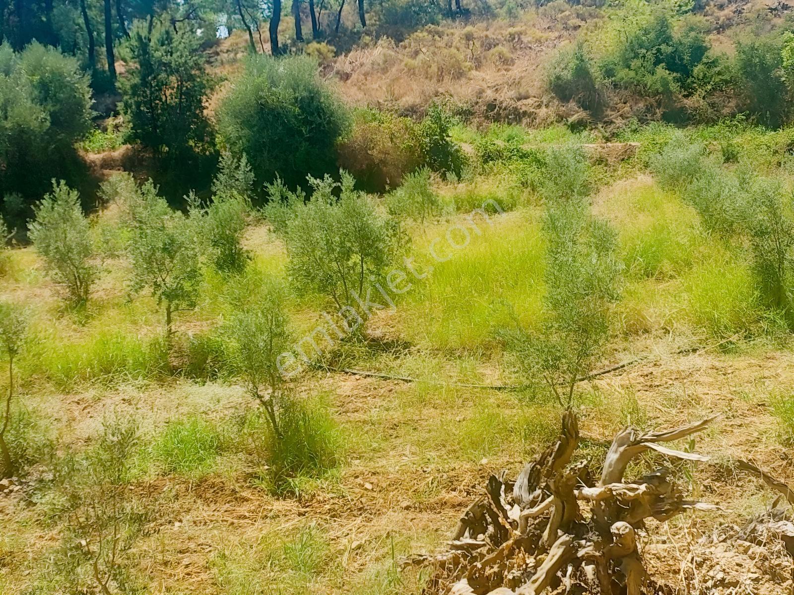 Fethiye Kargı Mahallesinde Müstakil Tapulu Satılık 504m2 Tarla — fotoğraf 20