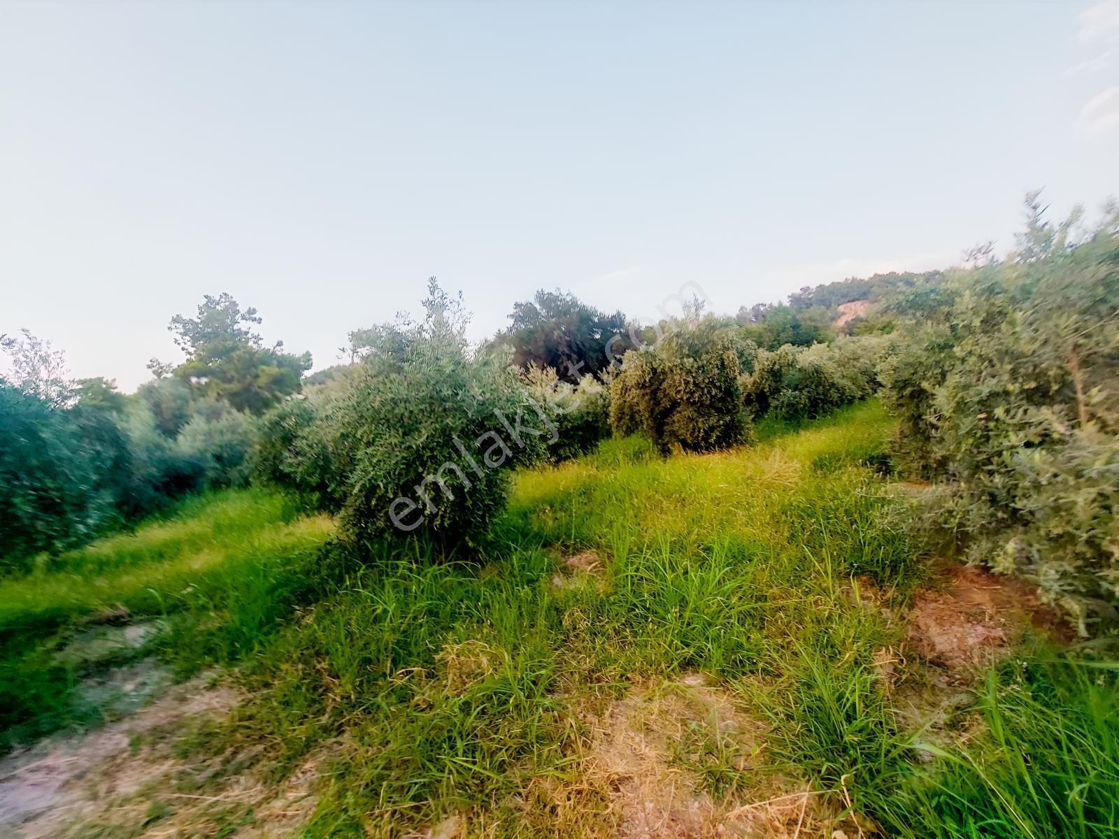 Muğla Seydikemer Arsa Mah.de Satılık Müstakil 482m2 Zeytinlik — fotoğraf 2
