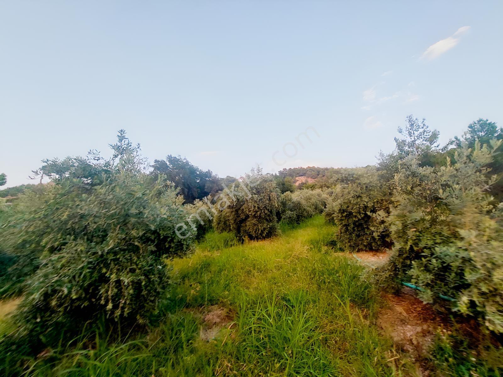 Muğla Seydikemer Arsa Mah.de Satılık Müstakil 482m2 Zeytinlik — fotoğraf 3