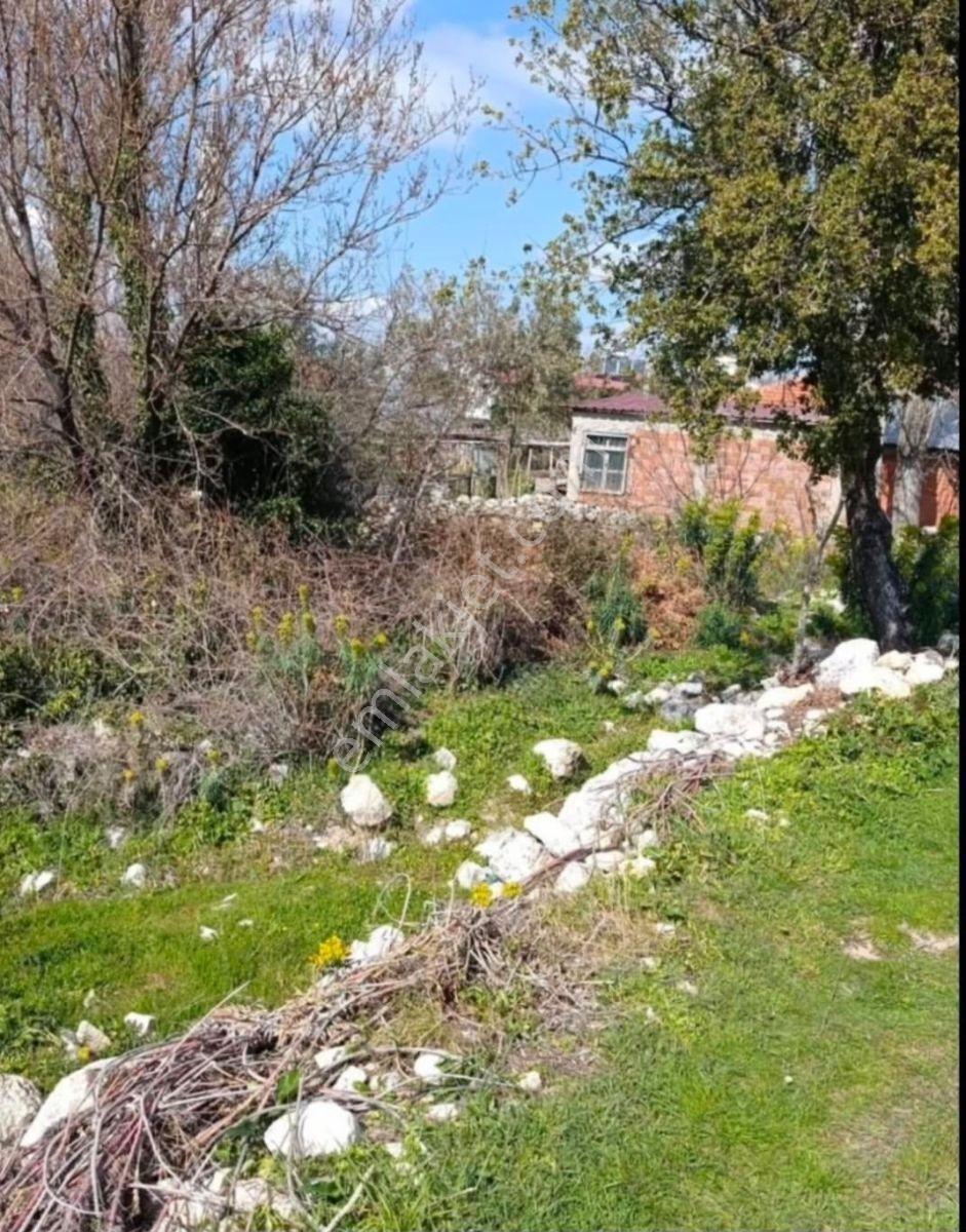 Muğla Seydikemer Arsa Mah.de Satılık Müstakil 482m2 Zeytinlik — fotoğraf 4