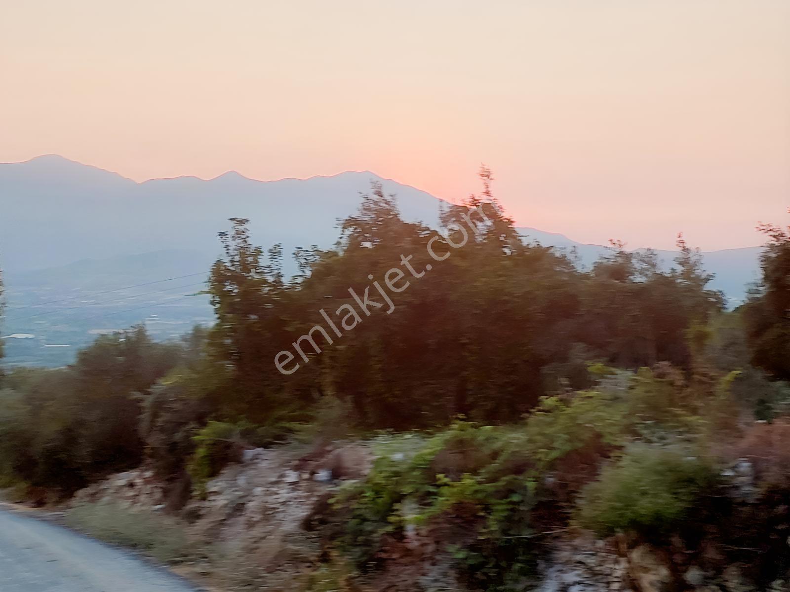 Muğla Seydikemer Arsa Mah.de Satılık Müstakil 482m2 Zeytinlik — fotoğraf 5