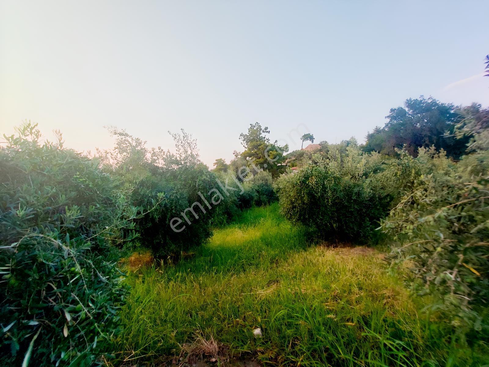Muğla Seydikemer Arsa Mah.de Satılık Müstakil 482m2 Zeytinlik — fotoğraf 6