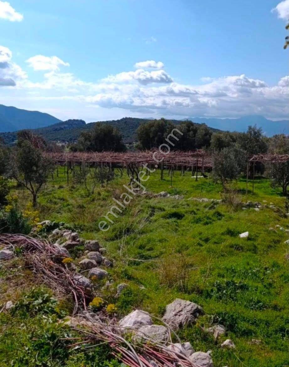 Muğla Seydikemer Arsa Mah.de Satılık Müstakil 482m2 Zeytinlik — fotoğraf 7