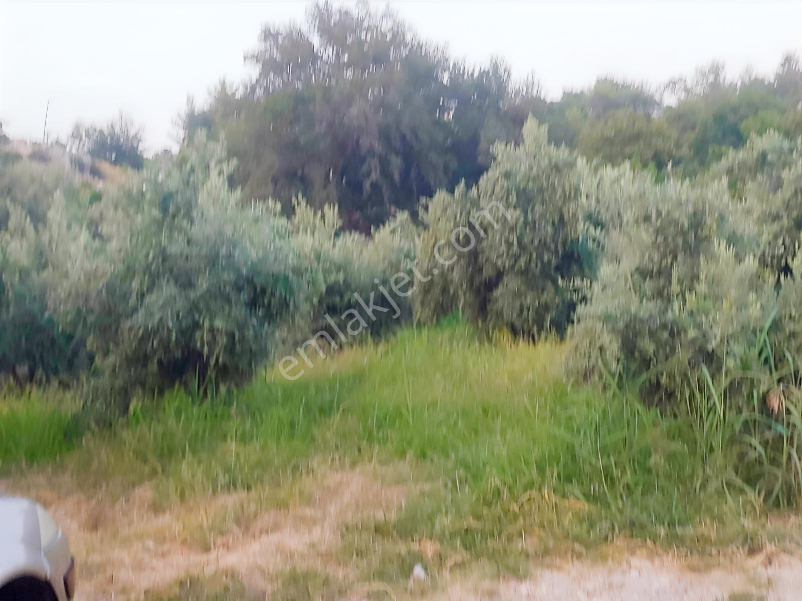 Muğla Seydikemer Arsa Mah.de Satılık Müstakil 482m2 Zeytinlik — fotoğraf 8