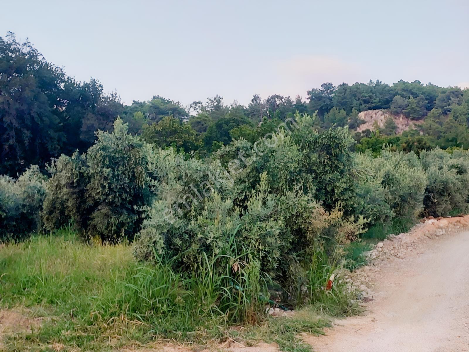Muğla Seydikemer Arsa Mah.de Satılık Müstakil 482m2 Zeytinlik — fotoğraf 9