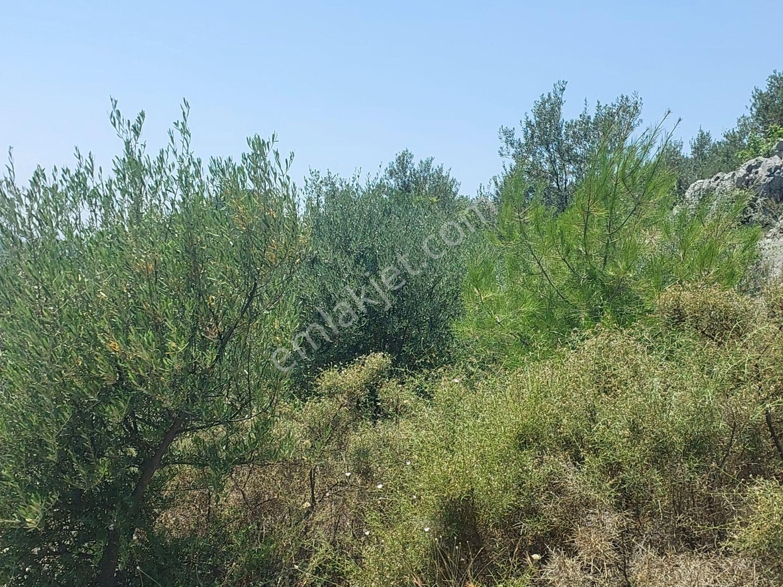Fethiye İnlice Mh.de Müstakil Satılık 2785 M2 Tarım Dışı Arazi — fotoğraf 18