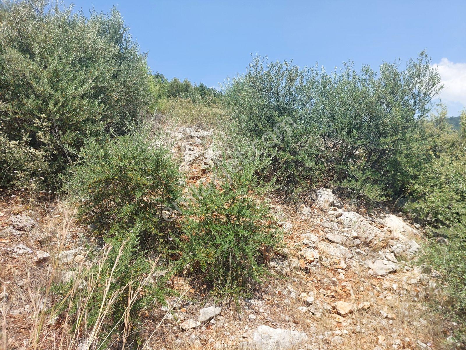 Fethiye İnlice Mh.de Müstakil Satılık 2785 M2 Tarım Dışı Arazi — fotoğraf 33