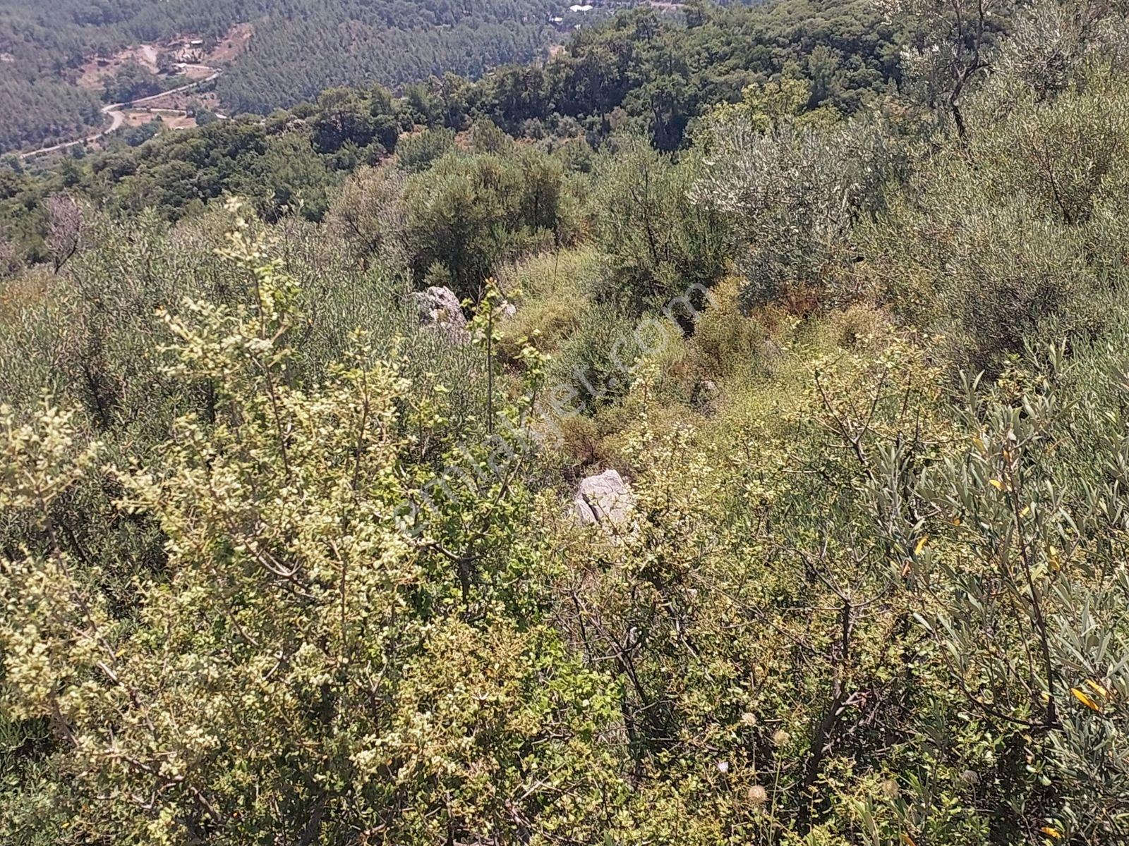 Fethiye İnlice Mh.de Müstakil Satılık 2785 M2 Tarım Dışı Arazi — fotoğraf 34