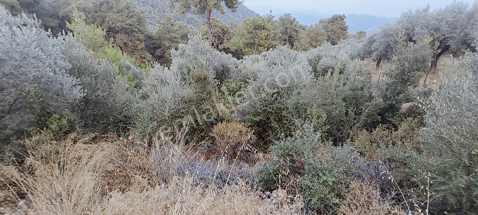Fethiye İnlice Mh.de Müstakil Satılık 2785 M2 Tarım Dışı Arazi — fotoğraf 35