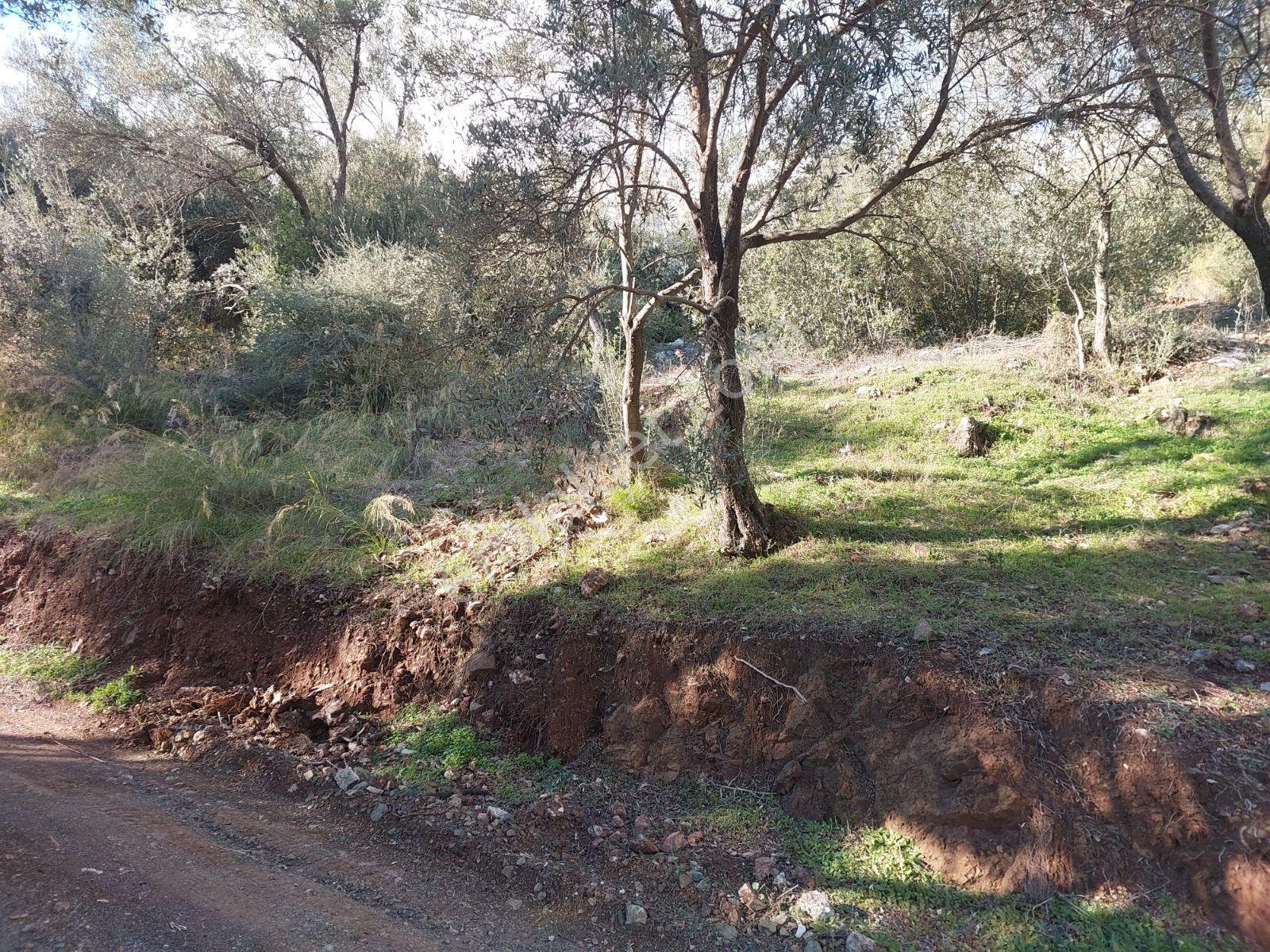 Fethiye İnlice Mh.de Satılık Mustakil 1405m2 Gayrimenkul — fotoğraf 3