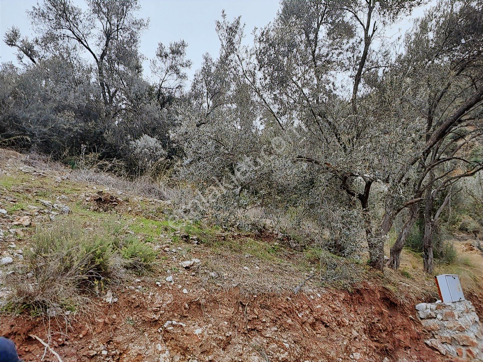 Fethiye İnlice Mh.de Satılık Mustakil 1405m2 Gayrimenkul — fotoğraf 6