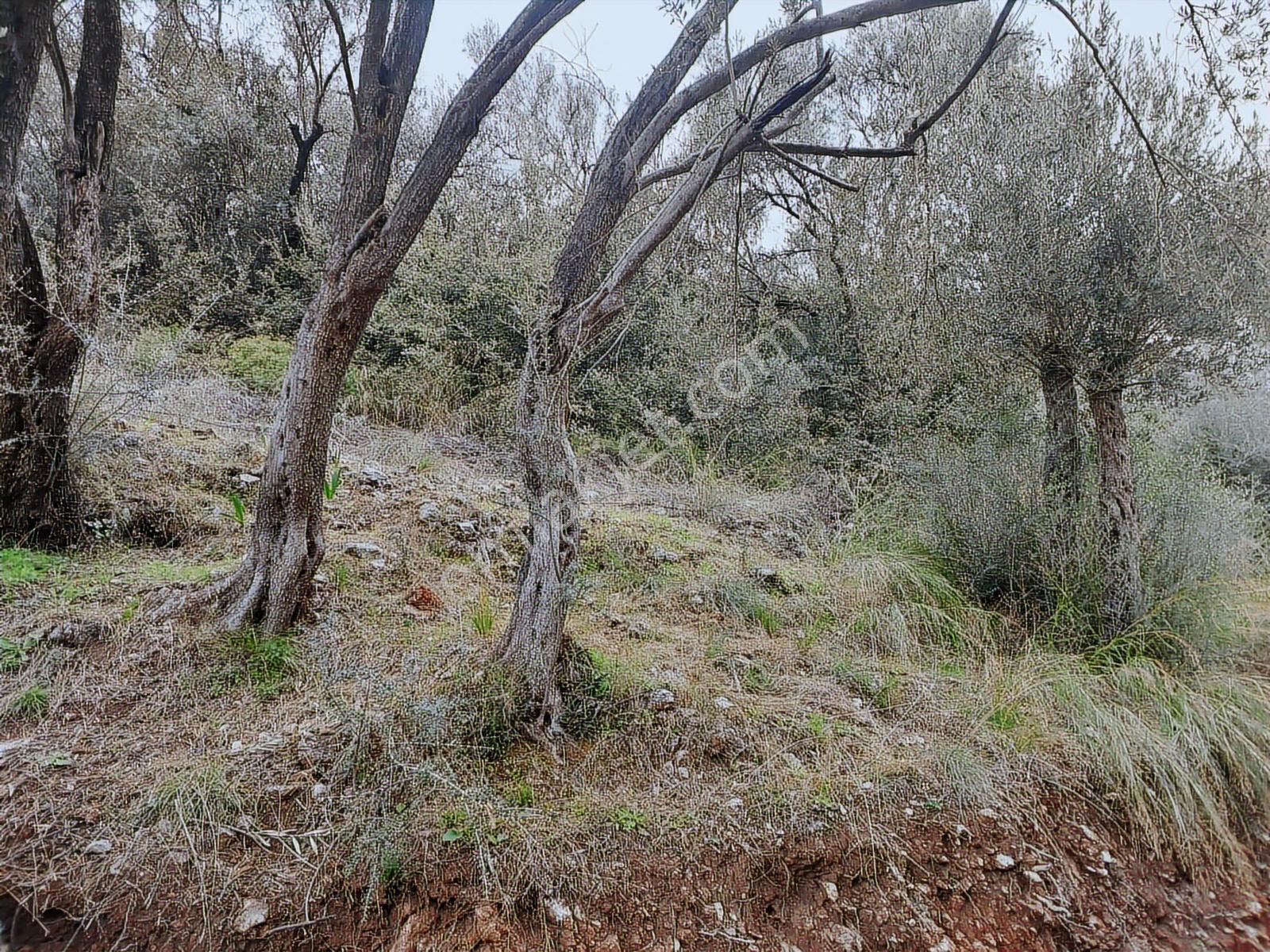 Fethiye İnlice Mh.de Satılık Mustakil 1405m2 Gayrimenkul — fotoğraf 7