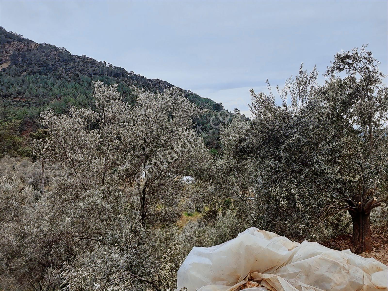 Fethiye İnlice Mh.de Satılık Mustakil 1405m2 Gayrimenkul — fotoğraf 10