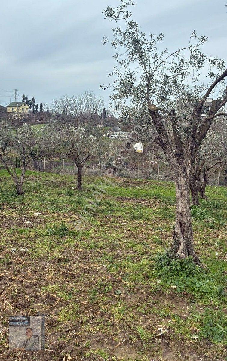 İhtişam Emlak'tan Yalova'da Konut İmarlı Arsa — fotoğraf 2