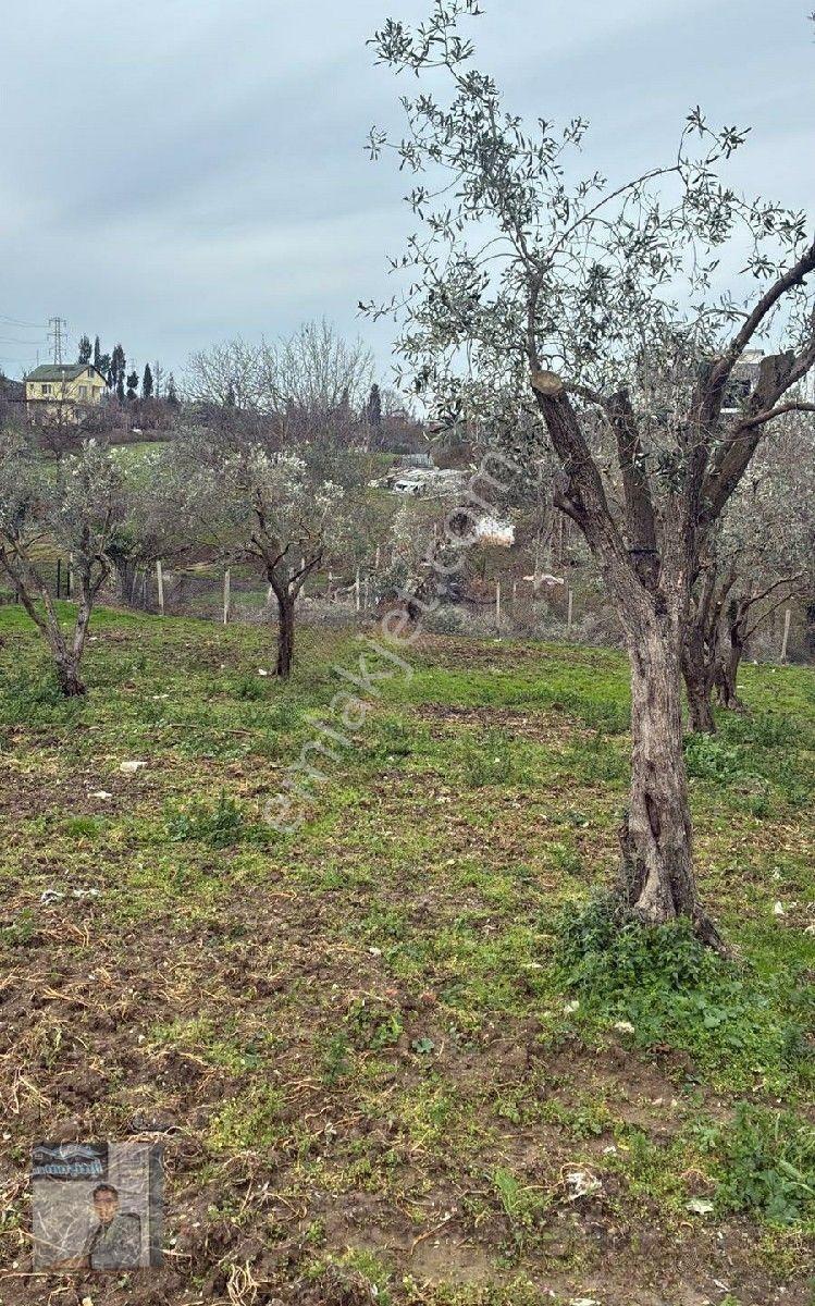 İhtişam Emlak'tan Yalova'da Konut İmarlı Arsa — fotoğraf 9
