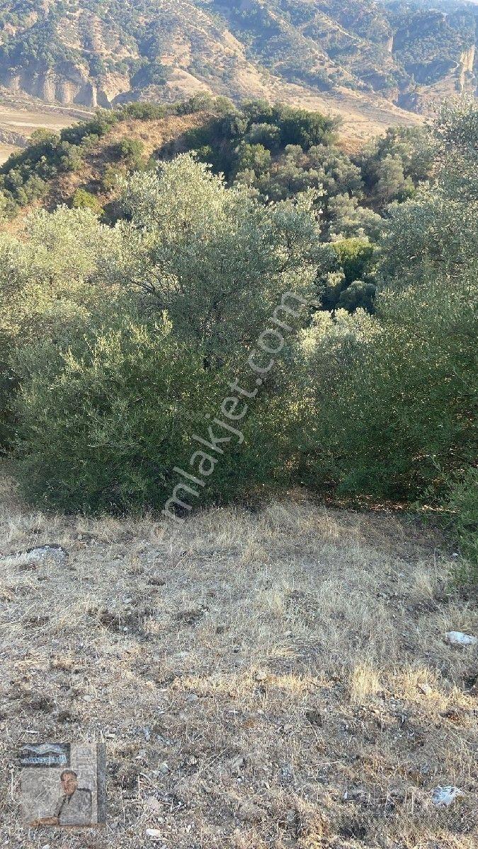 İhtişam Emlâk'tan İkizdere De Zeytinlik — fotoğraf 2