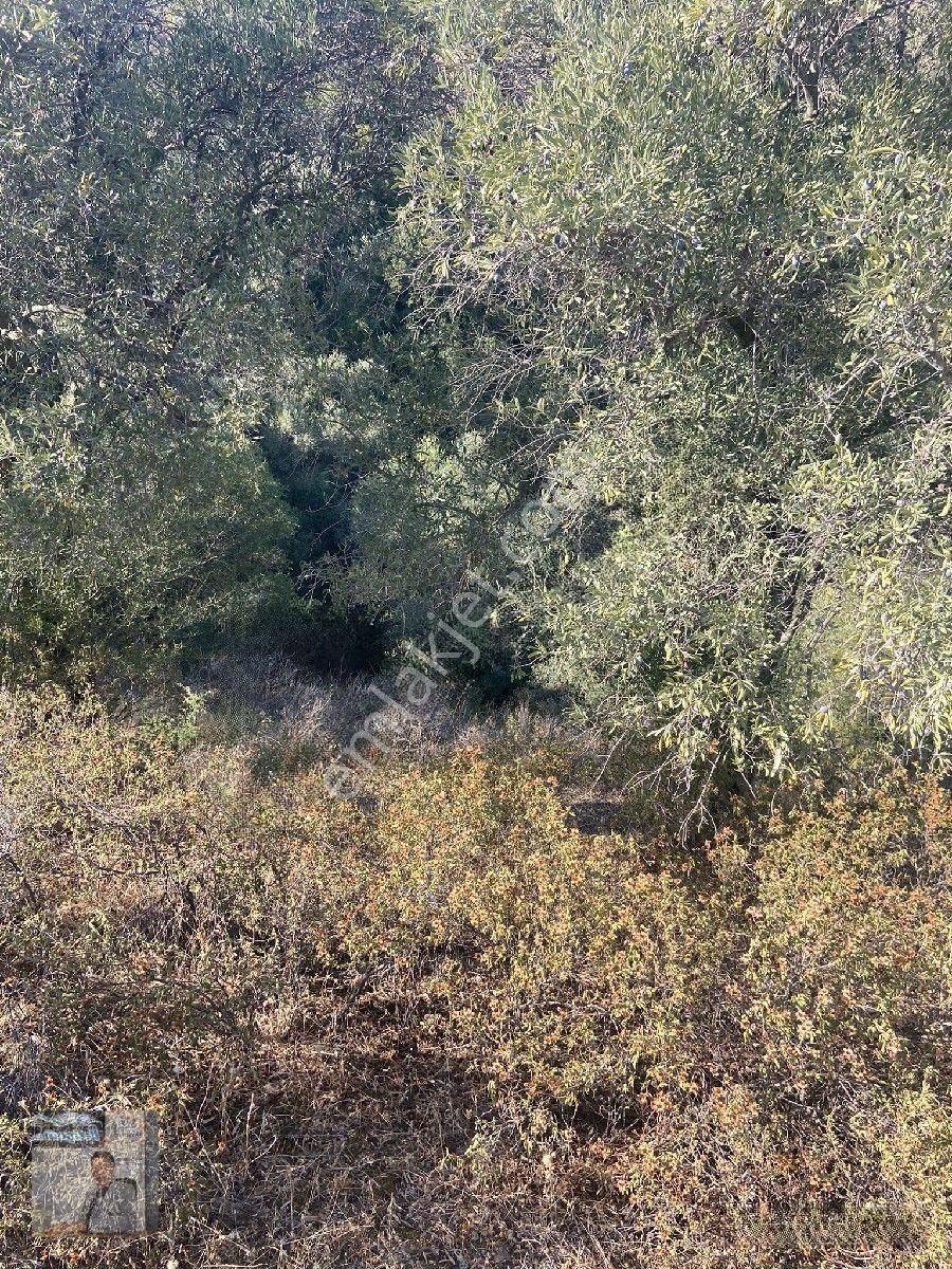 İhtişam Emlâk'tan İkizdere De Zeytinlik — fotoğraf 18