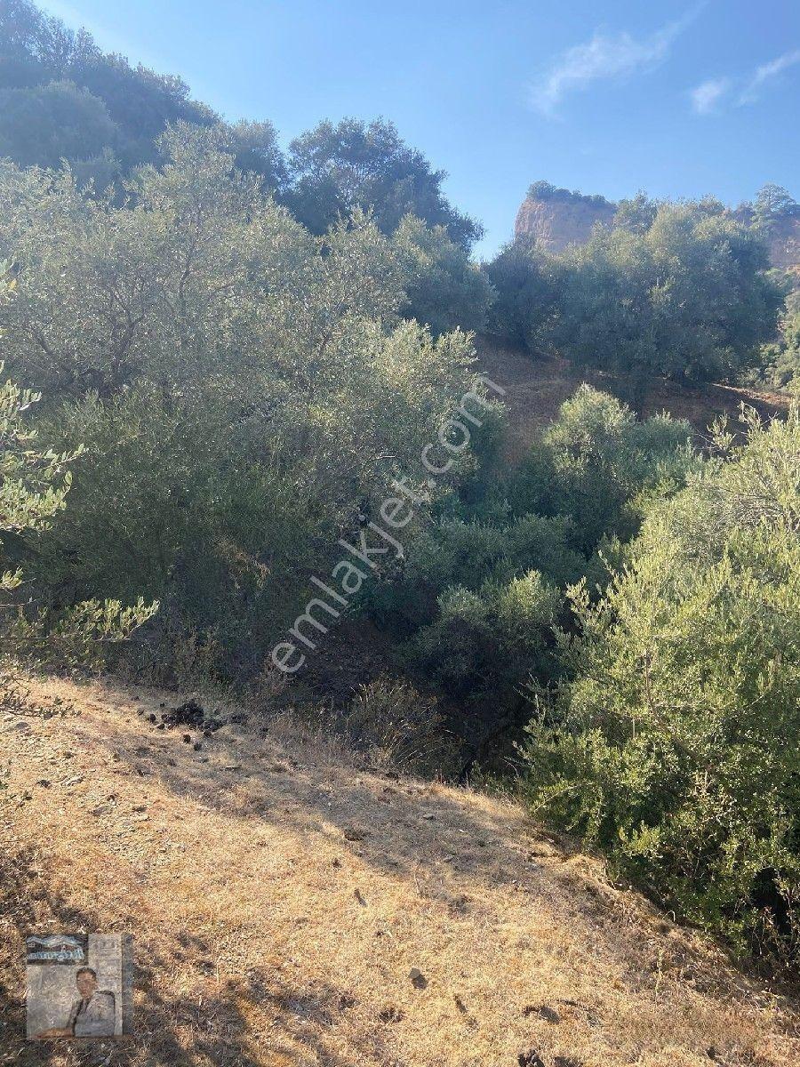 İhtişam Emlâk'tan İkizdere De Zeytinlik — fotoğraf 22