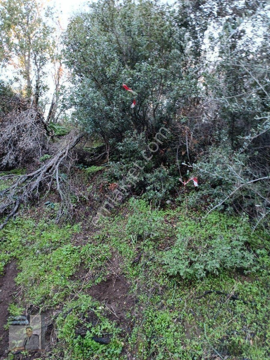 İhtişam Emlâk'tan İkizdere De Zeytinlik — fotoğraf 24