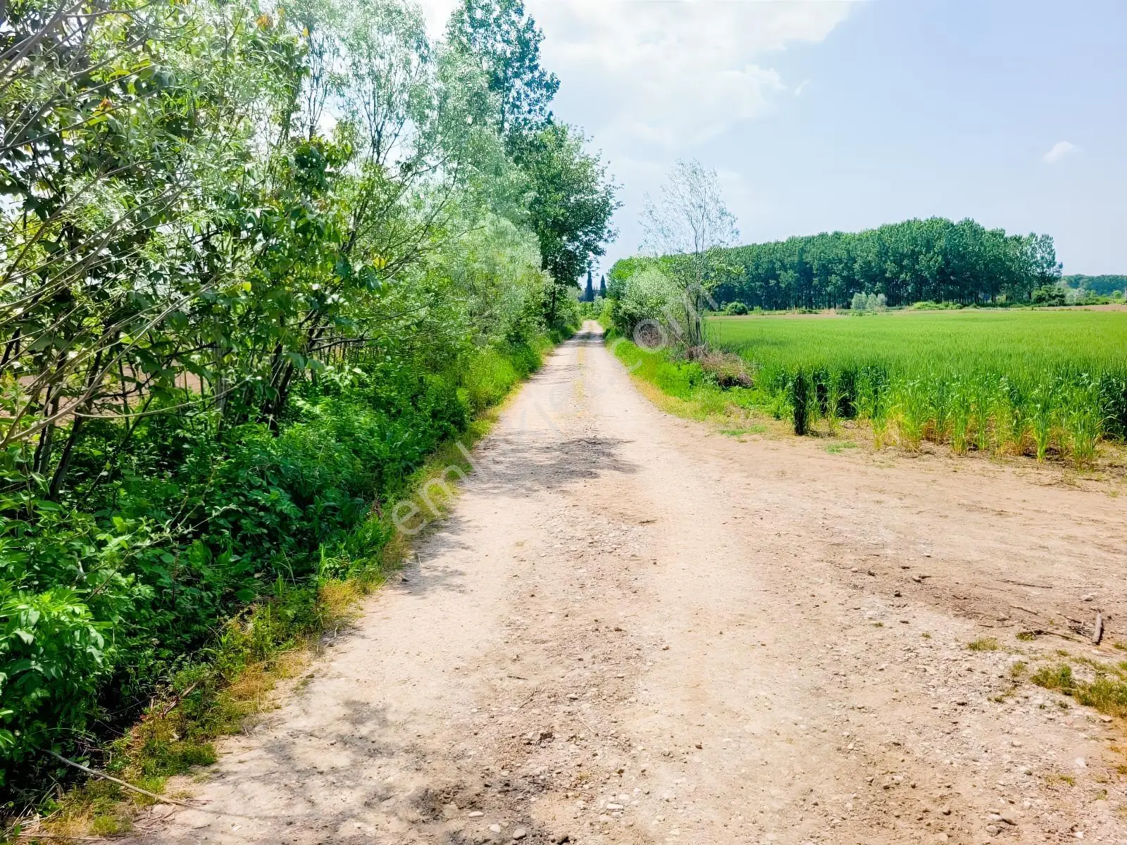 Akyazı Uzunçınar'da Yolu Olan Köye Yakın 2945m² Satılık Tarla...