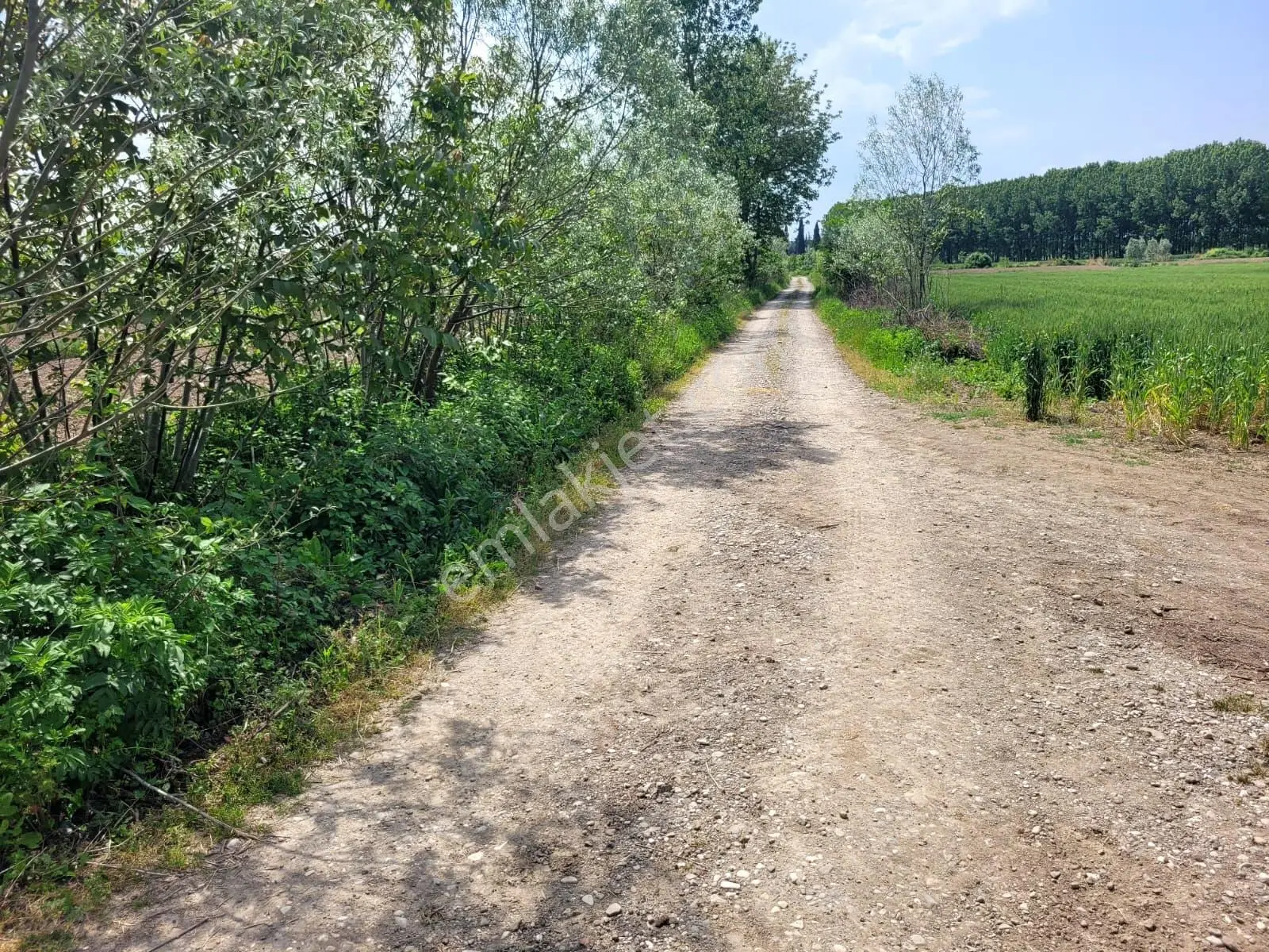 Akyazı Uzunçınar'da Yolu Olan Köye Yakın 2945m² Satılık Tarla... — fotoğraf 10