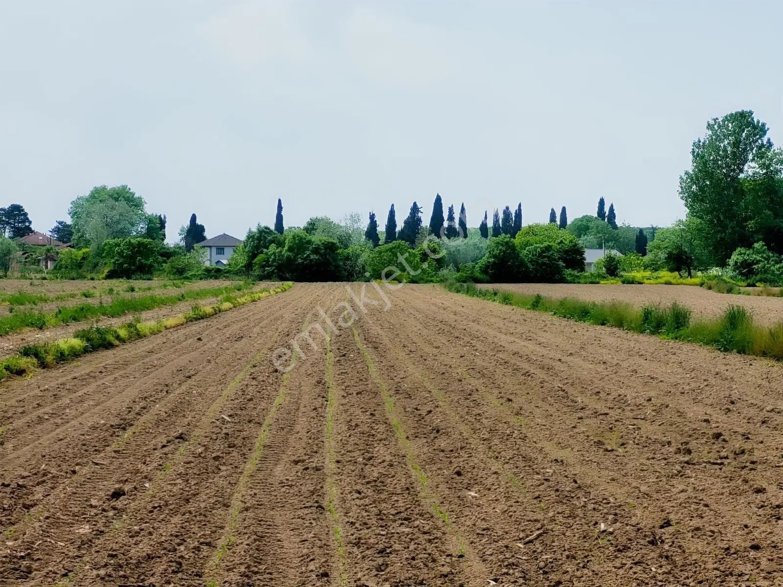 Akyazı Uzunçınar'da Yolu Olan Köye Yakın 2945m² Satılık Tarla... — fotoğraf 15