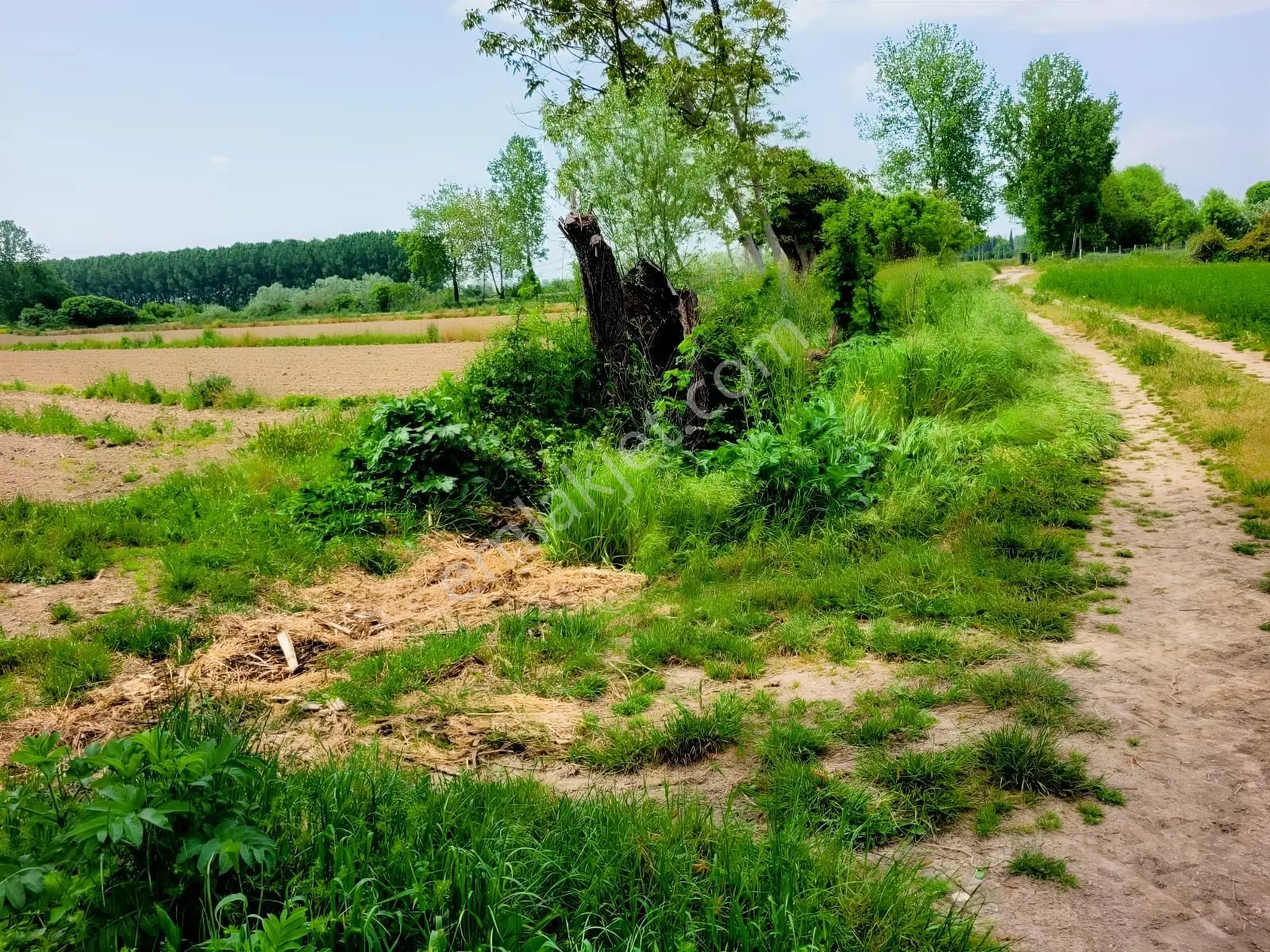 Akyazı Uzunçınar'da Yolu Olan Köye Yakın 2945m² Satılık Tarla... — fotoğraf 24