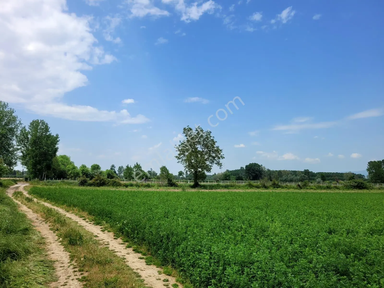 Akyazı Uzunçınar'da Yolu Olan Köye Yakın 2945m² Satılık Tarla... — fotoğraf 26