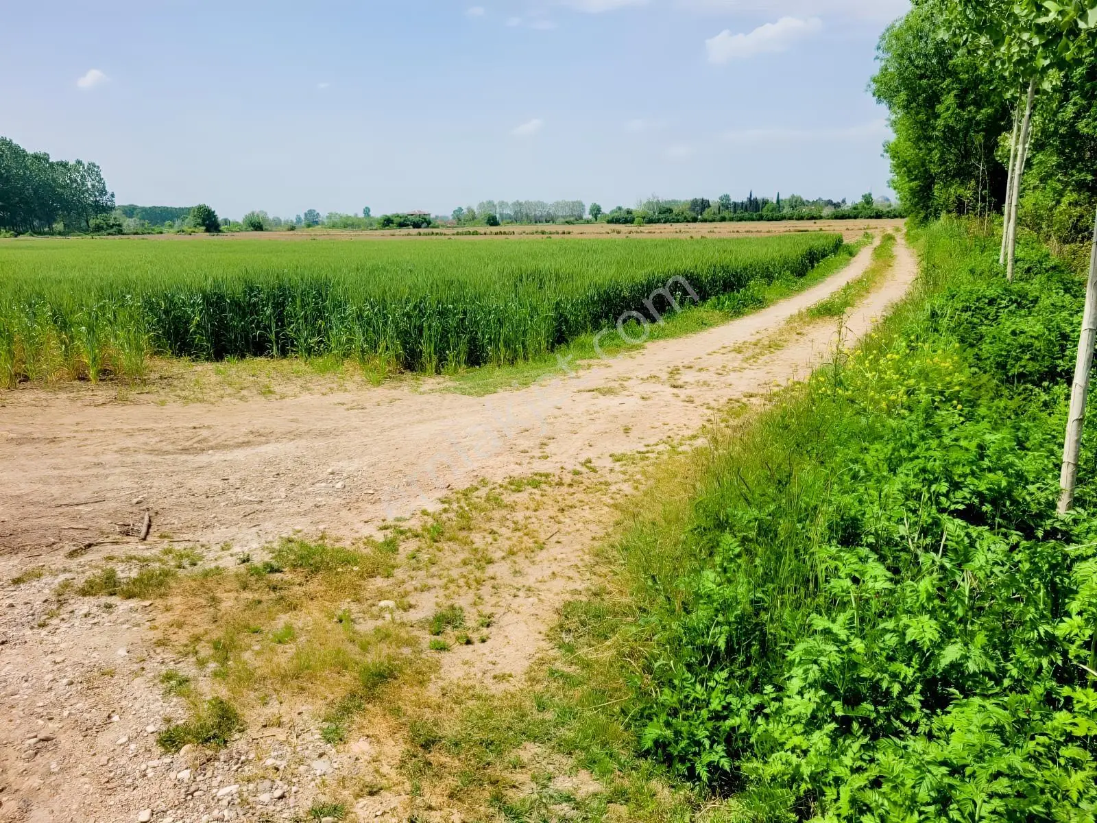 Akyazı Uzunçınar'da Yolu Olan Köye Yakın 2945m² Satılık Tarla... — fotoğraf 28