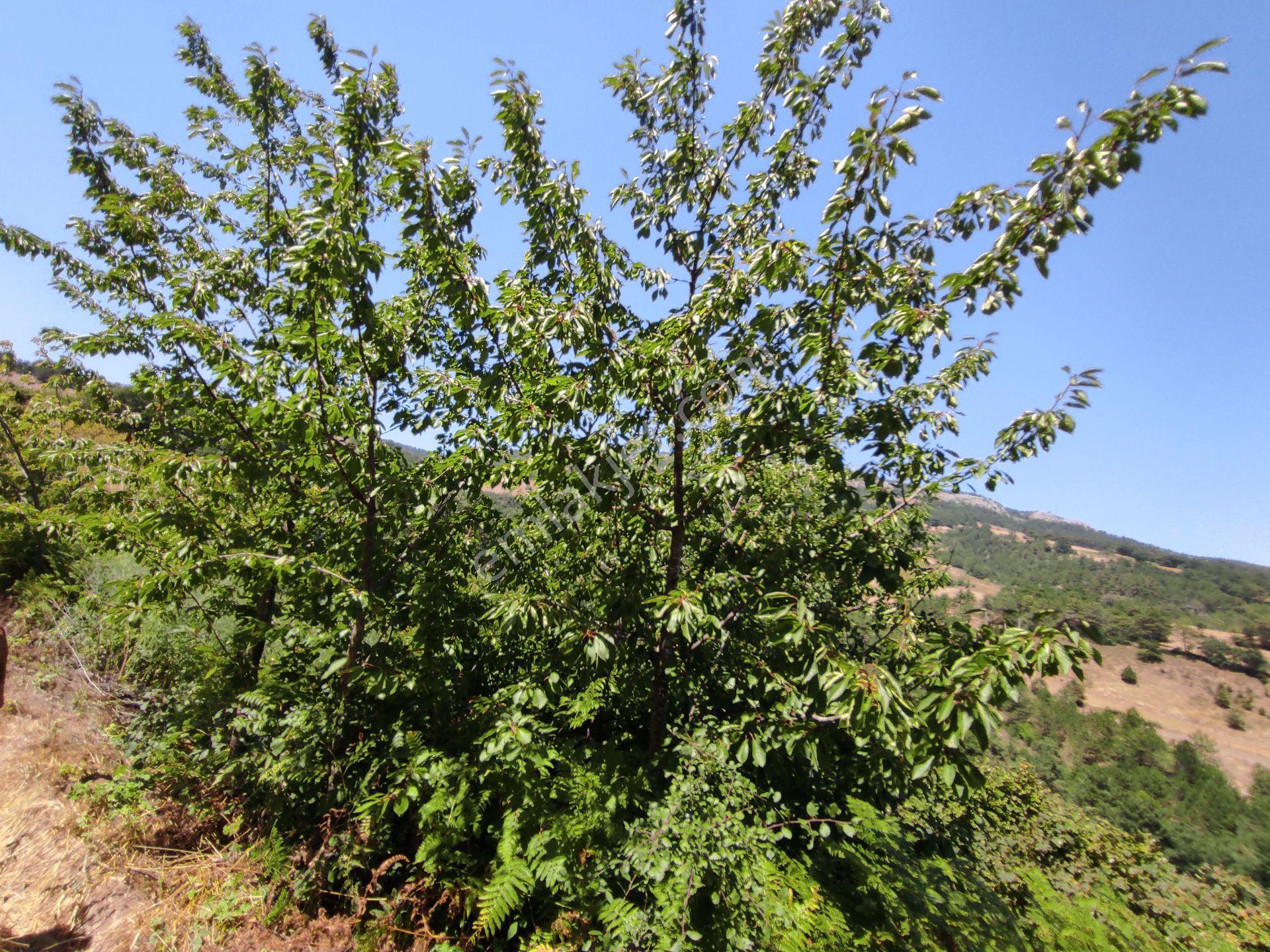 Geyve Hisarlık Ta 4999,m2+4000,m2 Fındık Bahçesi — fotoğraf 11