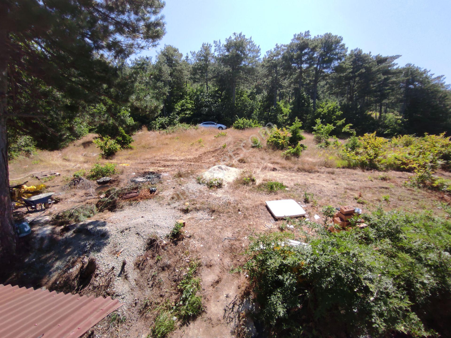Geyve Hisarlık Ta 4999,m2+4000,m2 Fındık Bahçesi — fotoğraf 20
