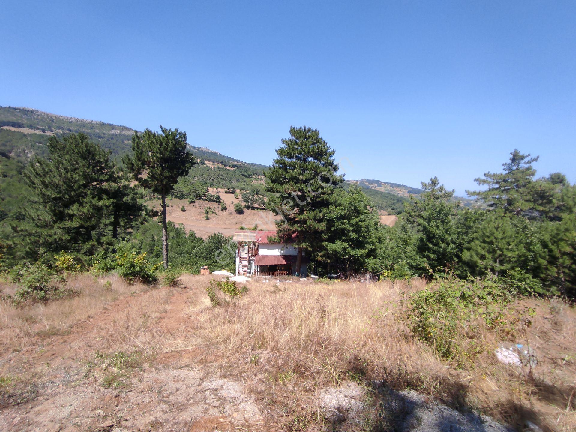 Geyve Hisarlık Ta 4999,m2+4000,m2 Fındık Bahçesi — fotoğraf 23