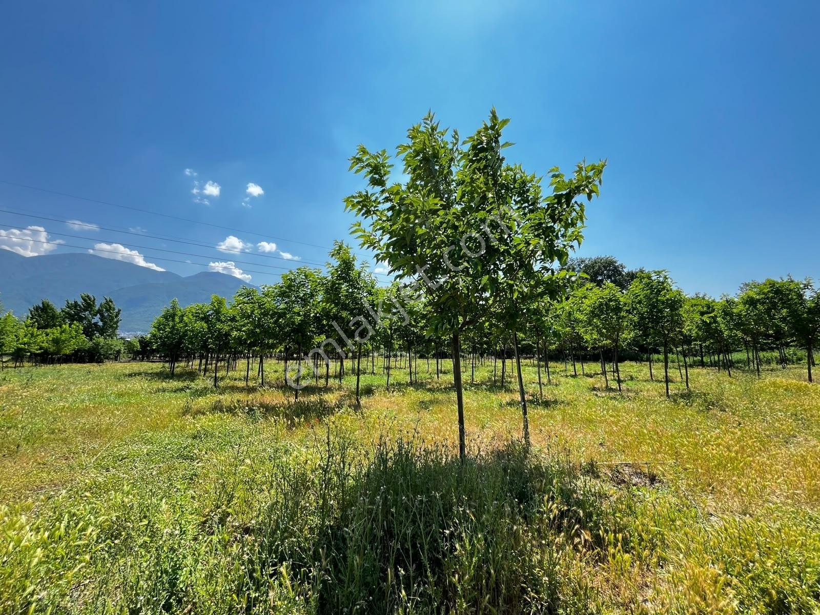 Acil Vakıf Mahallesinde Mevcut 2 Tapu Bir Tarla 6.900 M2 — fotoğraf 16