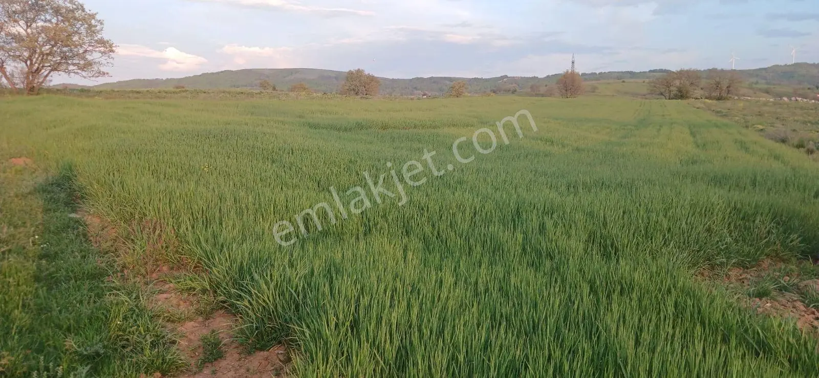 Bilecik Söğüt Kızılsarayda 3.516 M² Satılık Tarım Arazisi