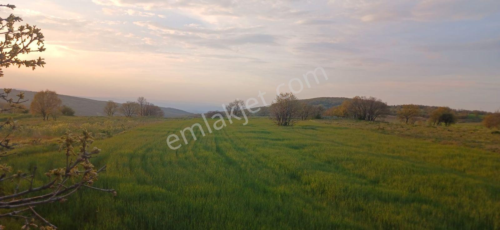 Bilecik Söğüt Kızılsarayda 3.516 M² Satılık Tarım Arazisi — fotoğraf 2