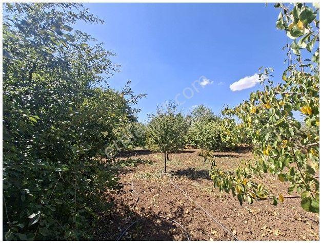 Mollakendi Merkezde Satılık Bahça — fotoğraf 8
