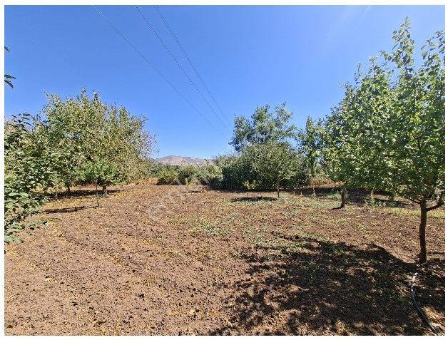Mollakendi Merkezde Satılık Bahça — fotoğraf 11