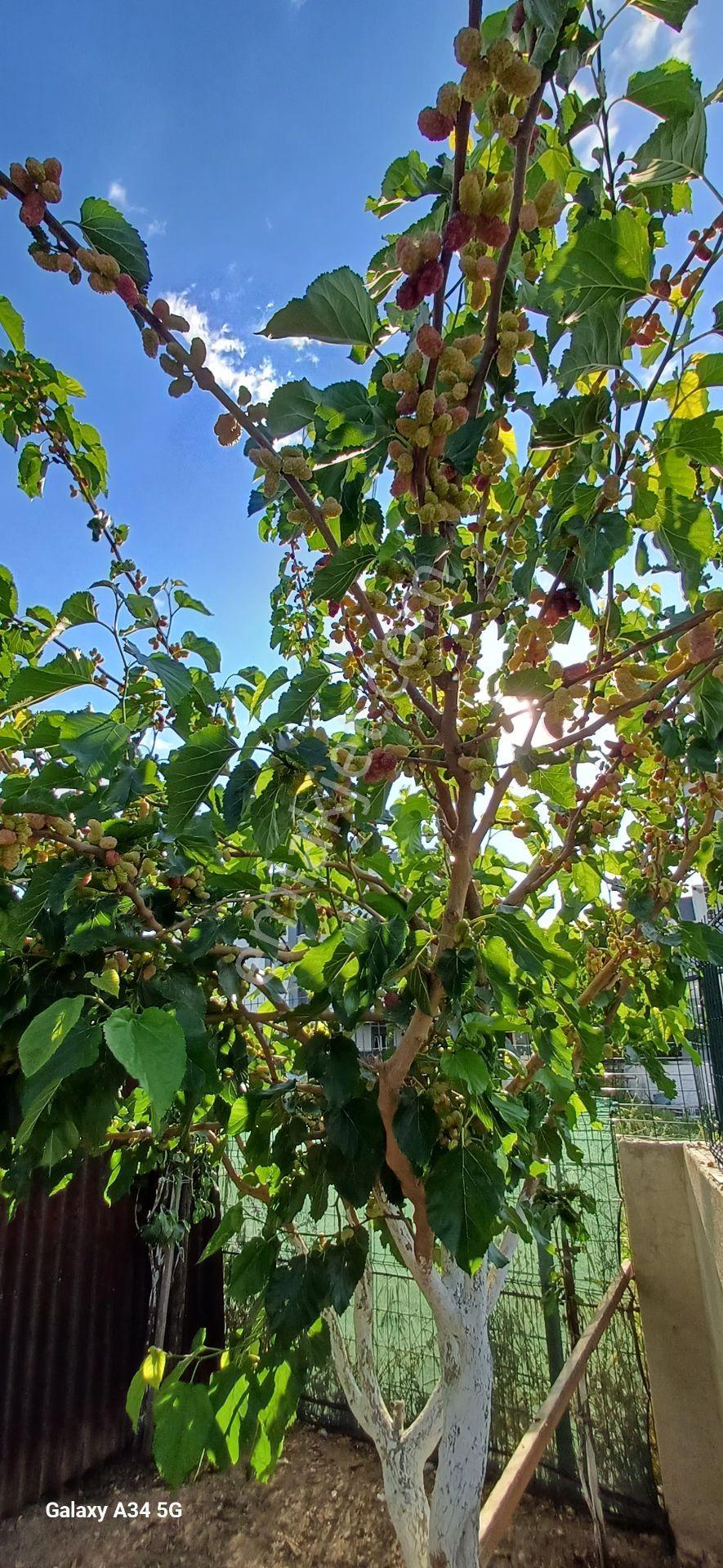 Tekkatlı Müstakil Ev — fotoğraf 24
