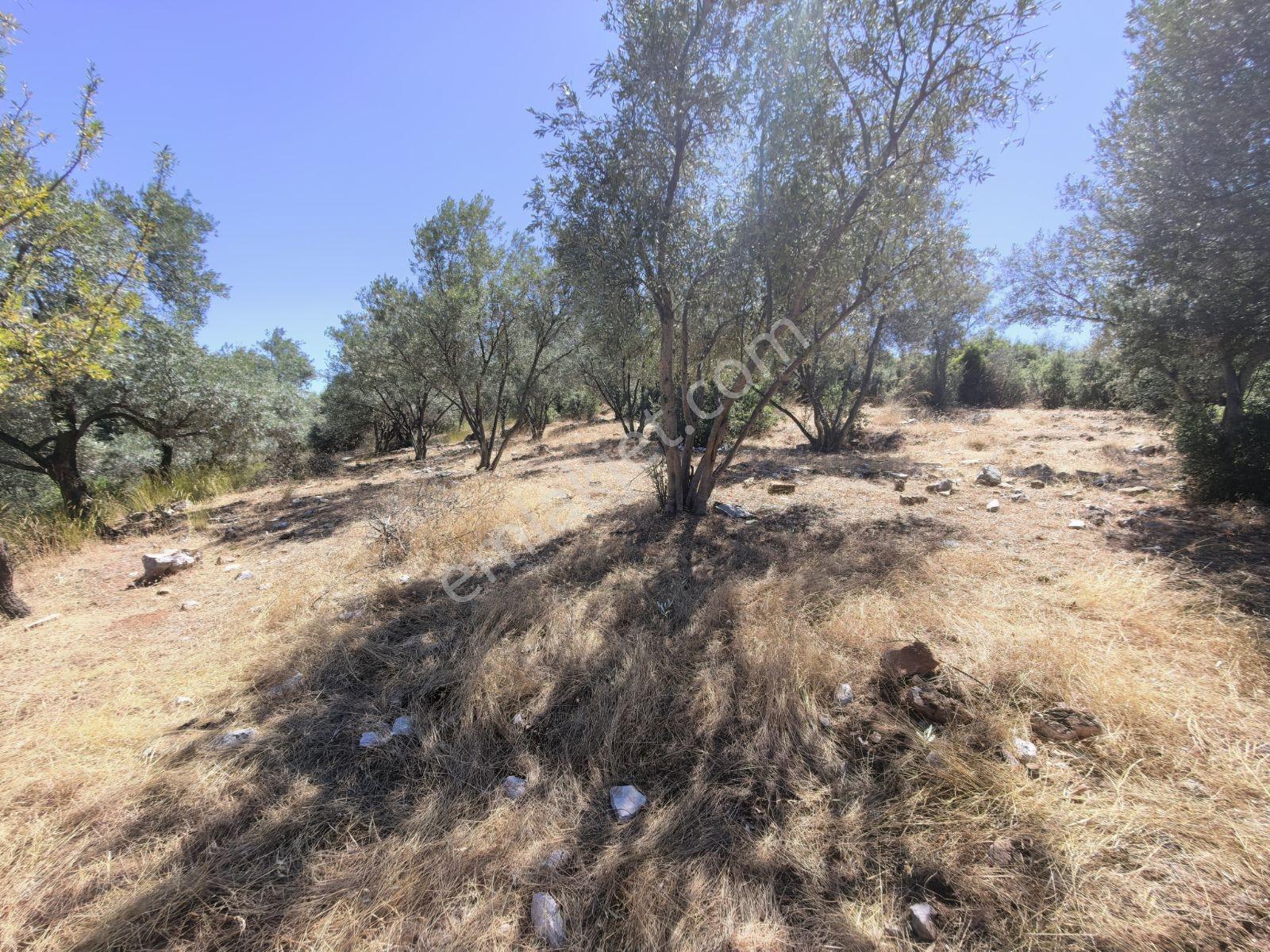 Fethiye İncir Köyde 2612 M2 İmarlı Arsa — fotoğraf 9