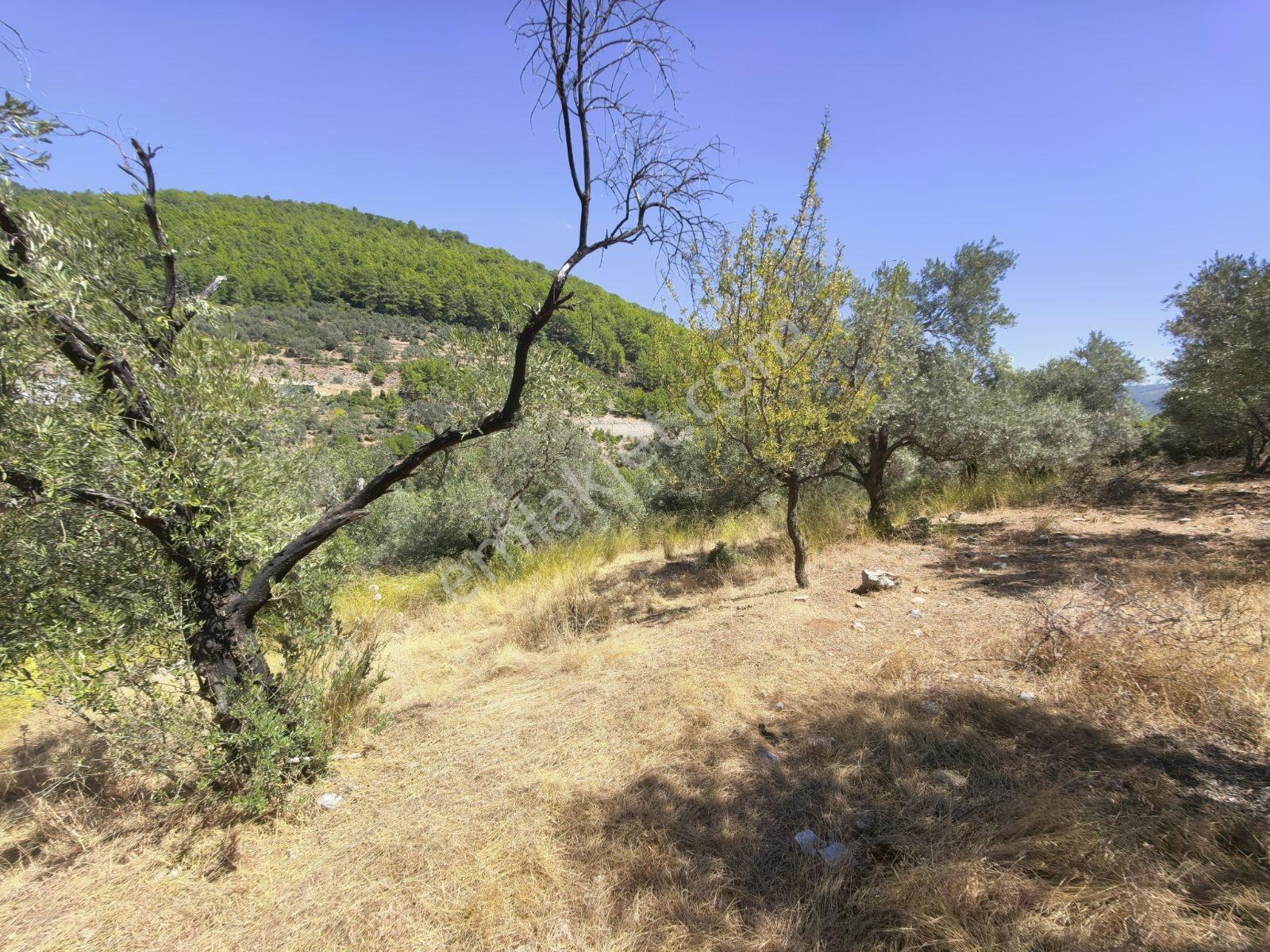 Fethiye İncir Köyde 2612 M2 İmarlı Arsa — fotoğraf 11