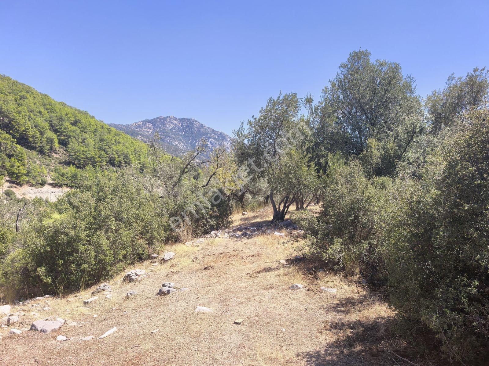 Fethiye İncir Köyde 2612 M2 İmarlı Arsa — fotoğraf 14