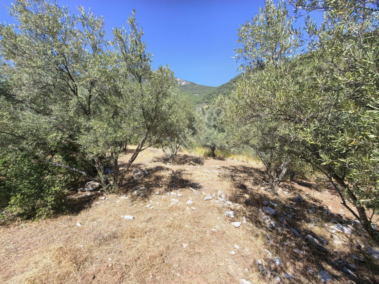 Fethiye İncir Köyde 2612 M2 İmarlı Arsa — fotoğraf 19