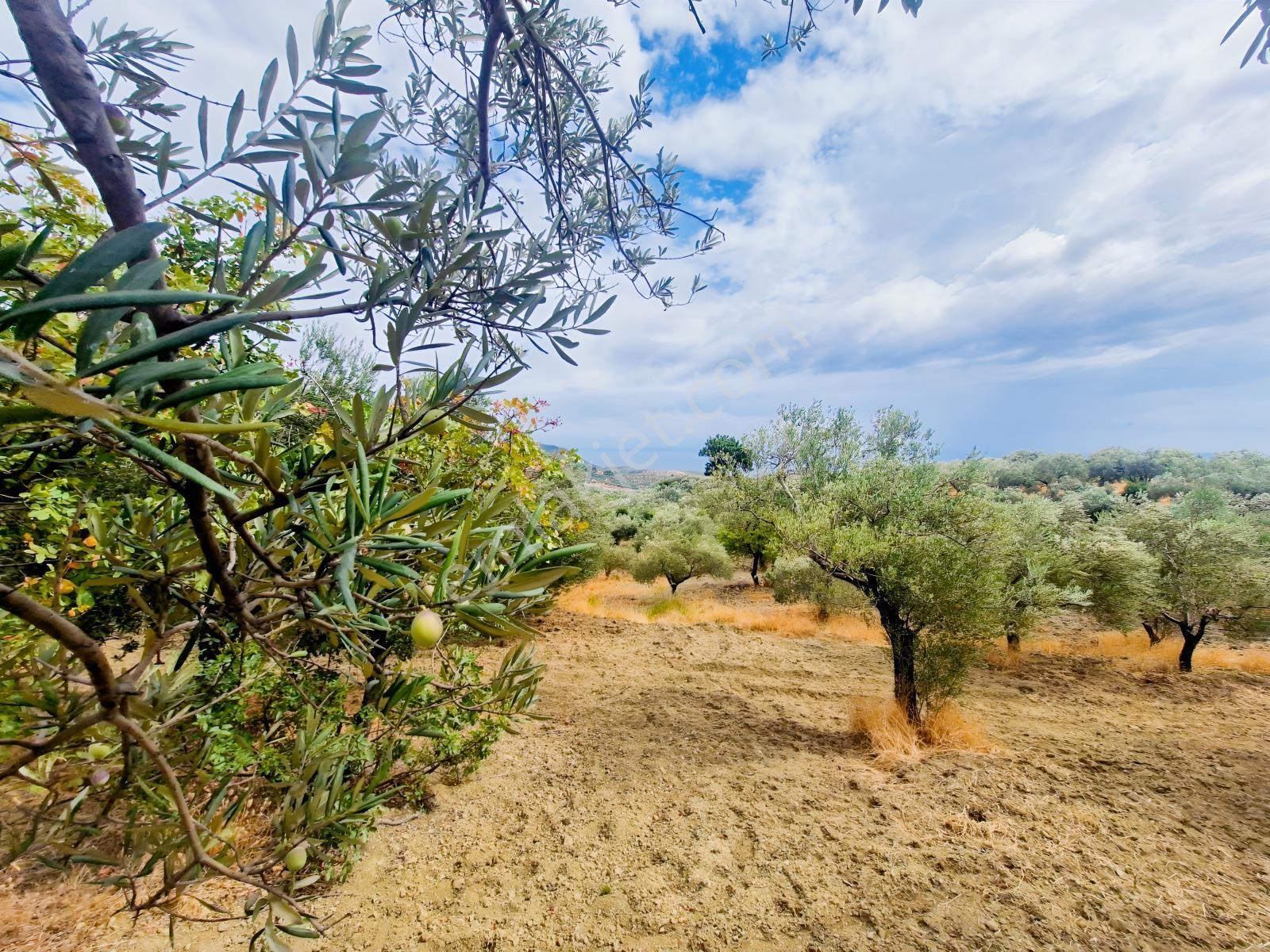 Yeşilyurt Köyü Deniz Manzaralı 4865 M2 Zeytinlik