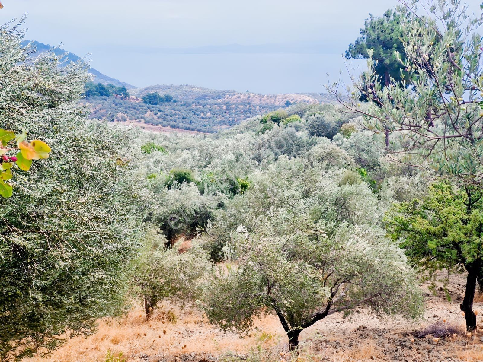 Yeşilyurt Köyü Deniz Manzaralı 4865 M2 Zeytinlik — fotoğraf 2