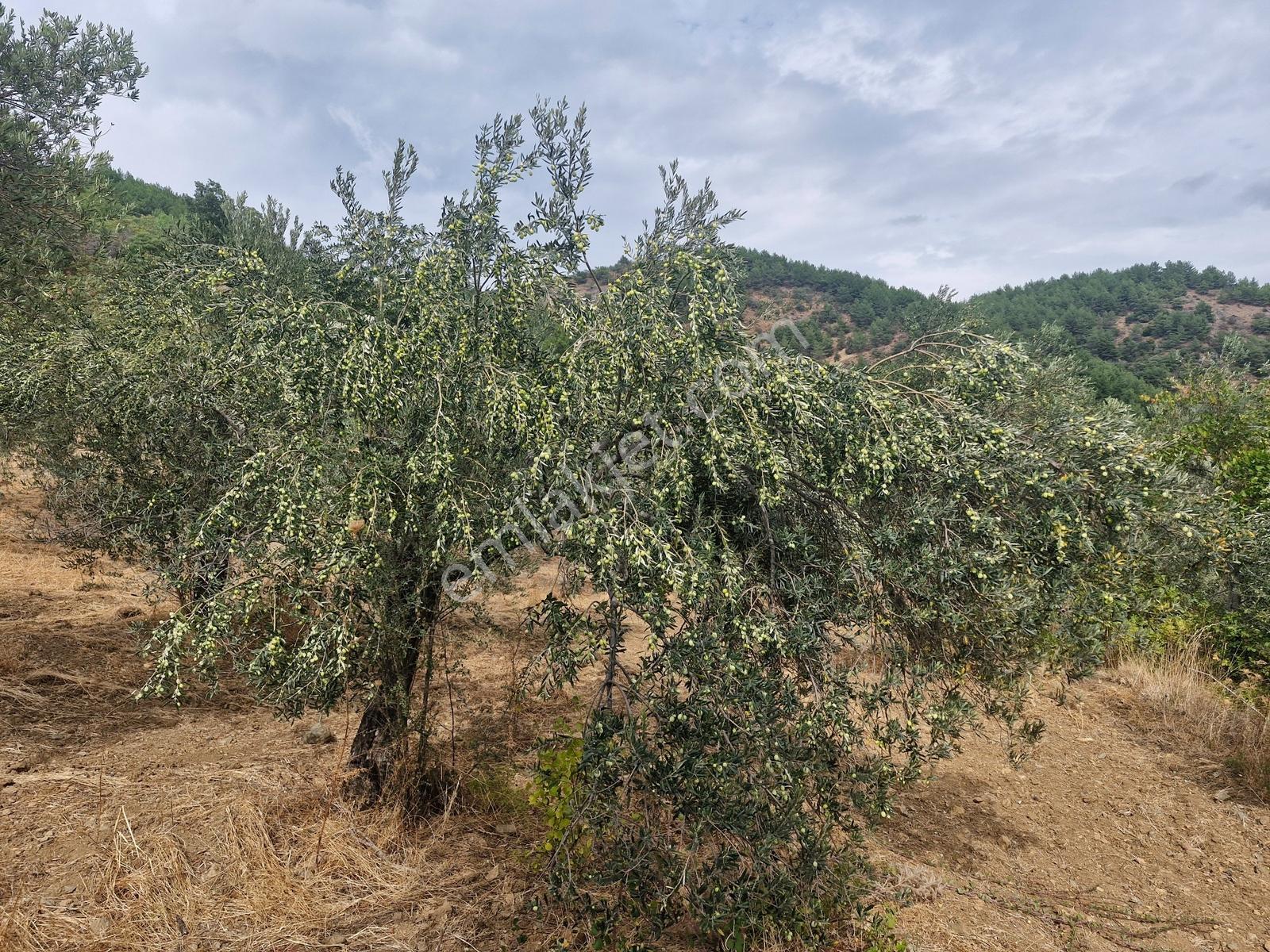 Yeşilyurt Köyü Deniz Manzaralı 4865 M2 Zeytinlik — fotoğraf 3