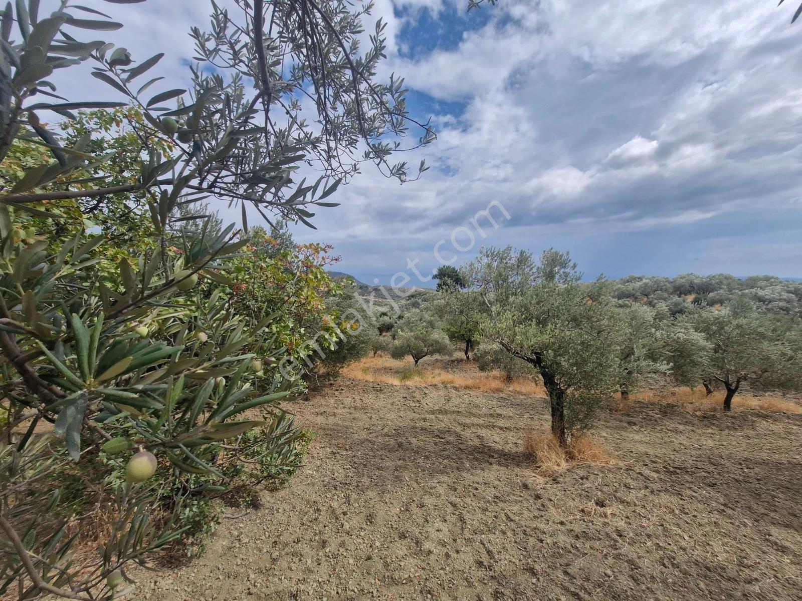 Yeşilyurt Köyü Deniz Manzaralı 4865 M2 Zeytinlik — fotoğraf 4