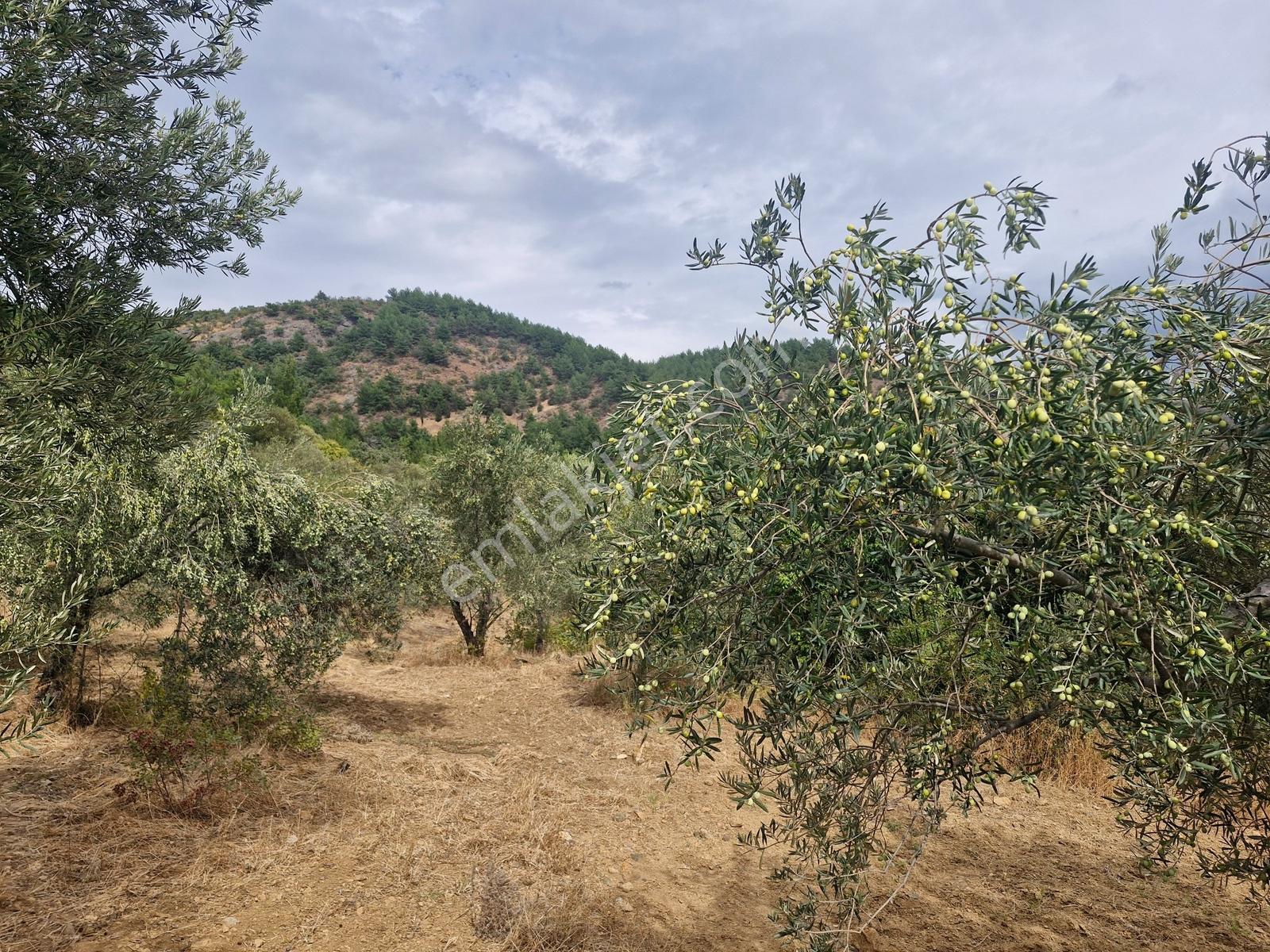 Yeşilyurt Köyü Deniz Manzaralı 4865 M2 Zeytinlik — fotoğraf 5